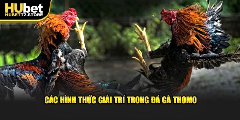 Loại hình giải trí trong đá gà Thomo