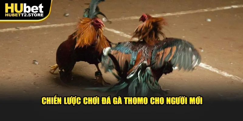 Chiến lược chơi đá gà Thomo cho người mới