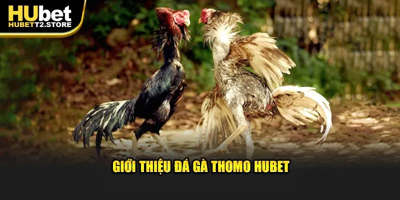Giới thiệu đá gà Thomo Hubet